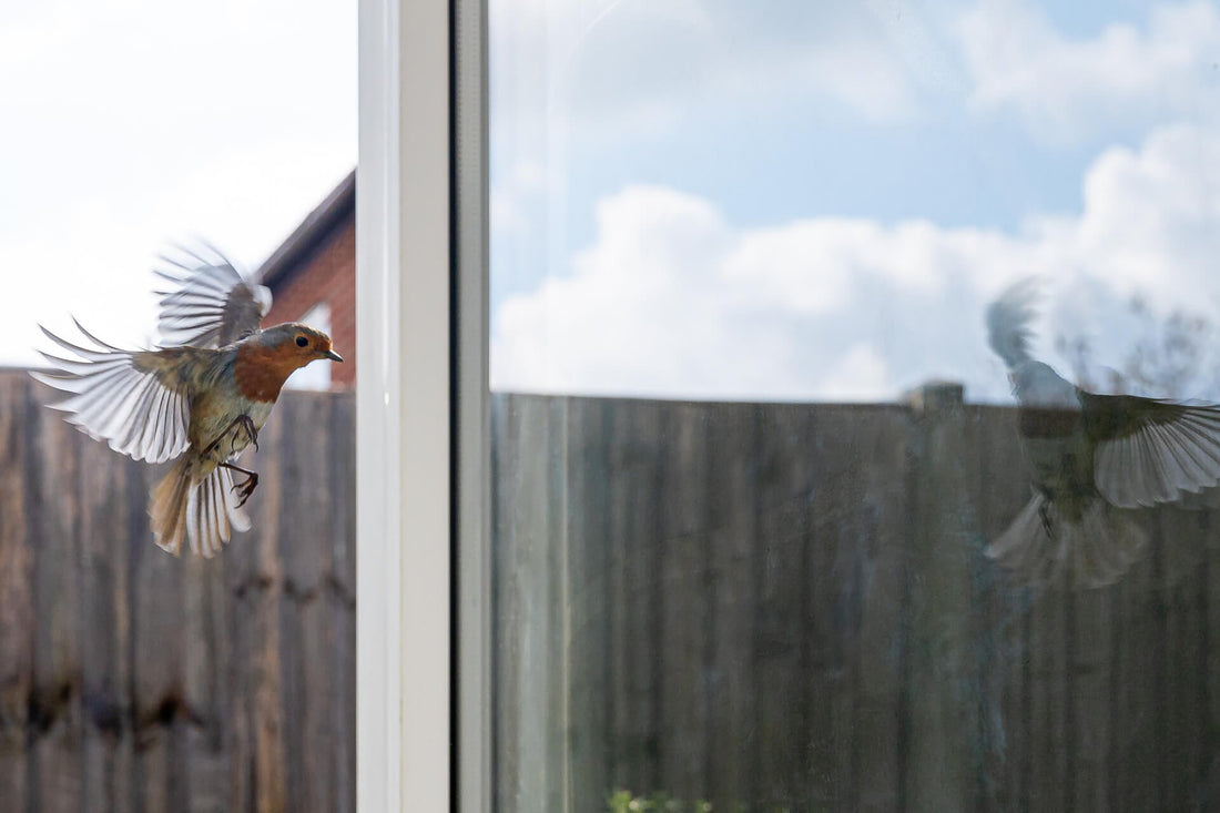 Vogelschlag vermeiden dank Vogelschutzfolien