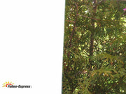 Farbfolie Weiss glanz